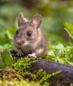 Keeping Rodents & More Out of Your Lawn