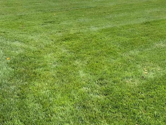 Competitive Cuts - get the fluffy grass - sod installation